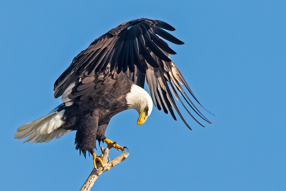 Hancock Bird