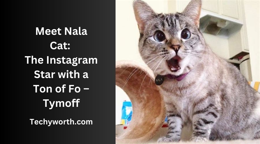 Meet Nala Cat: The Instagram Star with a Ton of Fo – Tymoff