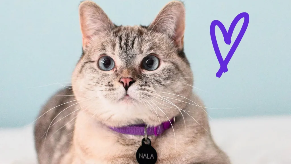 Meet Nala Cat: The Instagram Star with a Ton of Fo – Tymoff